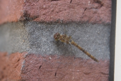 libelle#(20240628)a insecten