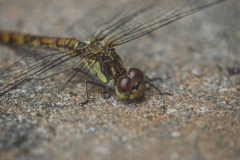 libelle#(20240628)b insecten