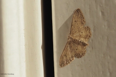 nachtvlinder#(20190709) insecten