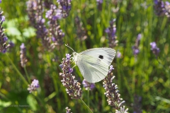 vlinder#(20180710)b insecten