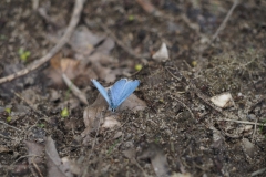 vlinder#(20200712) insecten