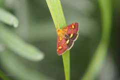 nachtvlinder#(20200717)  insecten