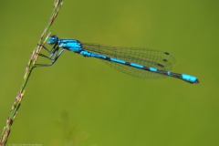 libelle#(20220724) insecten