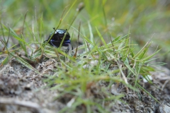 mestkever#(20220724)b insecten