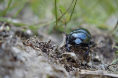 mestkever#(20220724)a insecten