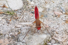 libelle#(20220729) insecten