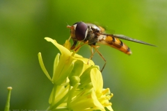 zweefvlieg#(20210807) insecten