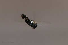 zweefvlieg#(20210807)b insecten