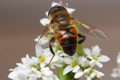 bij#(20210807) insecten