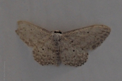 nachtvlinder#(20200821) insecten