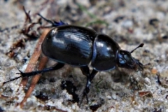 mestkever#(20200821) insecten