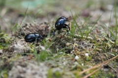 mestkever#(20200821) insecten