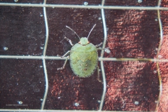 wants#(20200914) insecten