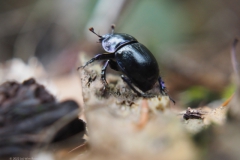 mestkever#(20220928)a insecten