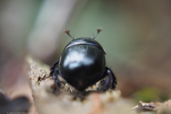 mestkever#(20220928)b insecten