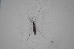 mug#(20201014) insecten