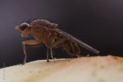 afvalvlieg#(20201016) insecten