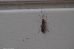 ophion#(20211017)a insecten