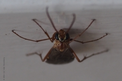 ophion#(20211017)aa insecten