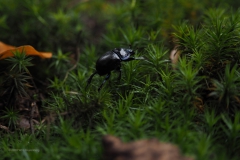 mestkever#(20201018)a insecten