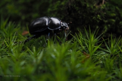 mestkever#(20201018)b insecten