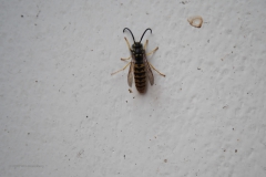 wesp#(20201018) insecten