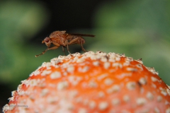 afvalvlieg#(20201021) insecten