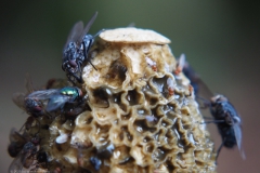 vlieg#(20231022) insecten