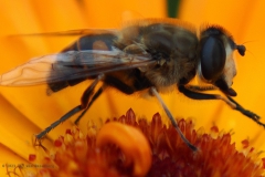 bij#(20231022) insecten