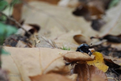 mestkever#(20191027) insecten