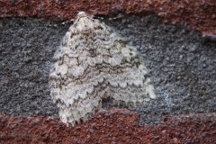 nachtvlinder#(20191104) insecten