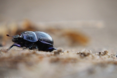 mestkever#(20211113) insecten