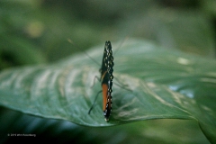 vlinder#(20191120) insecten