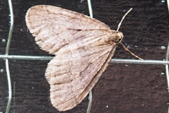 nachtvlinder#(20221126)b insecten