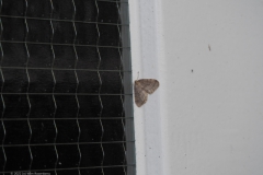 nachtvlinder#(20221126)a insecten
