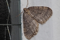 nachtvlinder#(20221126)aa insecten