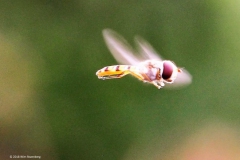 zweefvlieg#(20180706)b insecten