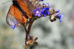 vlinder#(20141026) insecten