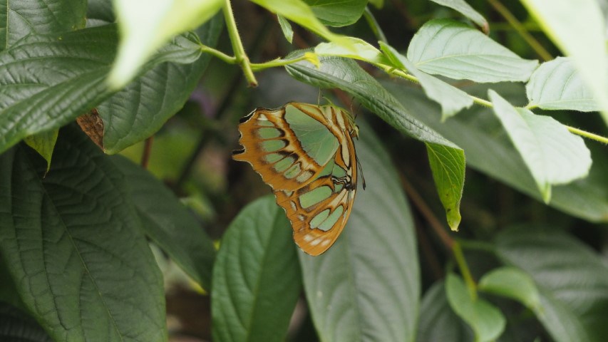 vlinder#(20170524)d  insecten