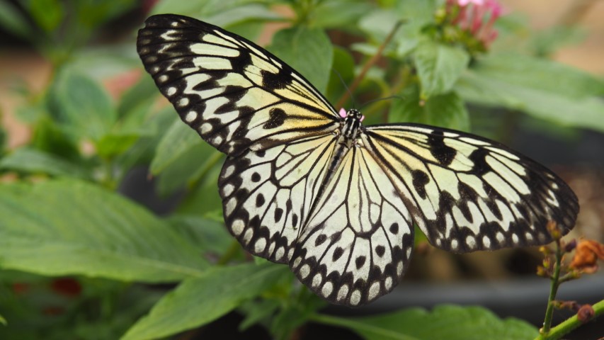 vlinder#(20170524)a  insecten