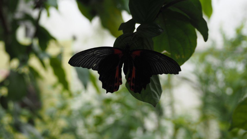 vlinder#(20170524)c  insecten