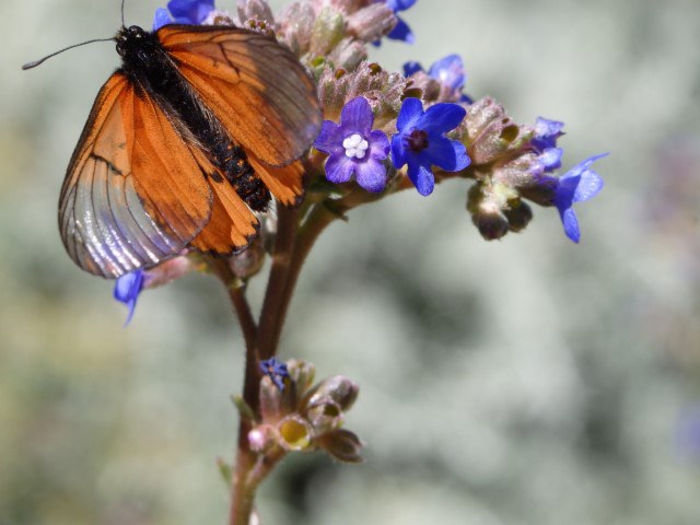 vlinder#(20141026) insecten
