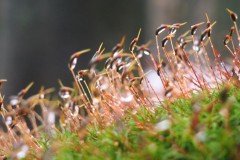 gewoon muursterretje#(20171214) mossen