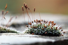 mos#(20180827) mossen