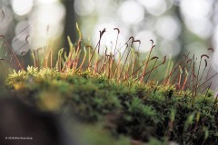 mos#(20181103) mossen