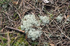 mos#(20260214) mossen