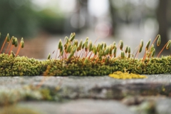 mos#(20240406)a mossen