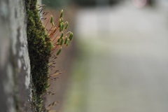 mos#(20240406)b mossen