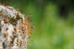 mos#(20200503) mossen