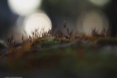 mos#(20230505) mossen